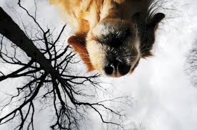 Image result for Worms eye shot
