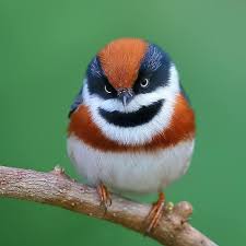 1 334 Gostos 12 Comentarios Daily Bird Pics Dailybirdpix No Instagram 2020 Guzel Kuslar Rengarenk Kuslar Hayvanlar