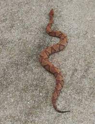 Gorgeous Copperhead On A Trail In Nw Arkansas A Couple Of Years Ago It S Been A While But It Was Still Spectacular To See Snakes Cute Snake Snake Art Snake