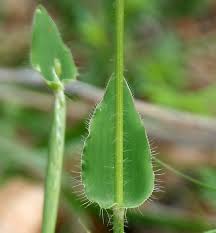 Image result for Alloteropsis