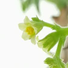 Image result for Jatropha scaposa