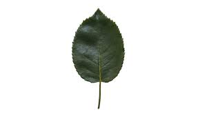 Sign up for free and download 15 free images every day! Birch Leaf Texture Free Cut Out People Trees And Leaves