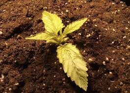 Cannabis seedlings keep dying seedling sprouted but not growing seedlings not growing true leaves. Cannabis Seedling Problems How To Resolve Any Issues Weed Kb