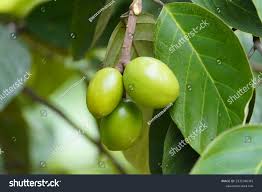 Image result for Metteniusaceae