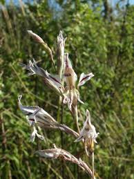 Image result for Gladiolus permeabilis