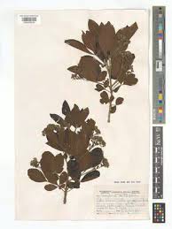 Image result for Vitex obovata