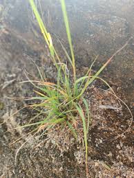 Image result for Sporobolus festivus