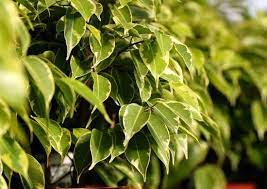 The prevalence of allergic fungal rhinosinusitis in sinonasal. Plant Allergies 8 Plants To Never Grow Bob Vila