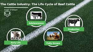 Life Cycle Of Beef Cattle Production By James Osteen
