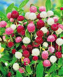 Image result for Gomphrena globosa