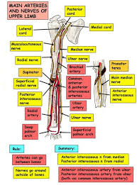 Anatomy Embryology Med Study Group