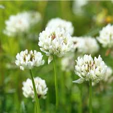 White hydrangea is mainly suited for gardens but is at times also used for bouquet arrangement purpose. Can T Identify Weed Our Guide With Pictures