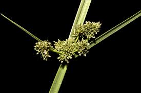 Image result for Cyperus difformis