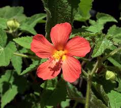 Image result for Pavonia