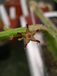 Image result for Asclepias adscendens