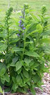 Image result for Lobelia gilletii