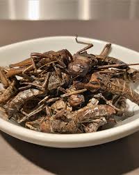 Здесь вы можете скачать eklige food kombinationen von schwangeren essen. Disgusting Food Museum Berlin Erlebe Uber 90 Der Ekelerregendsten Nahrungsmittel Der Welt