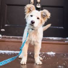 They have only emerged in the last 20 years as part of a growing trend to cross breed different purebred dogs. The Dogist Larry Chow Chow Golden Retriever Mix 4 Facebook