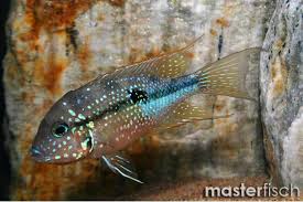 Image result for Smithia elliotii