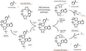 She was the daughter of the late ben william and sally elizabeth kelly tate. The Poly Adp Ribose Polymerase Parp 1 Is Required For Oxidative Stress Induced Trpm2 Activation In Lymphocytes Journal Of Biological Chemistry