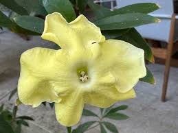 Image result for Brunfelsia americana