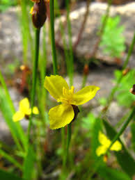 Image result for Xyris parvula