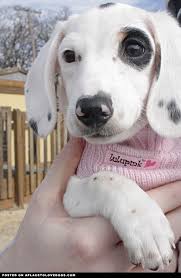 Black And Tan Dapple Dachshund Puppy Annabelle Piebald Dachshund Dapple Dachshund Dachshund Love