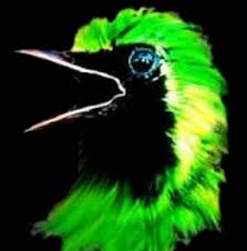 We did not find results for: Cucak Ijo Indonesia Dunia Kicau Home Facebook