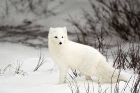 Résultats de recherche d'images pour « renardeau blanc »