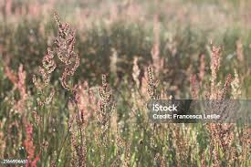 Image result for Hermbstaedtia fleckii