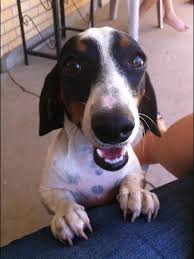 Black And White Dachshund Pictures Our Oreo White Black Spot Dachshund Dachshund Dogs Pets