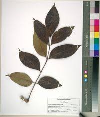 Image result for Lannea welwitschii