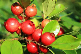 Les Goyaviers Populaires Pour Leurs Fruits La Reunion Fruit De La Reunion Paysage Reunion