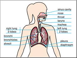 You can use our amazing online tool to color and edit the following respiratory system coloring pages. Clip Art Human Anatomy Respiratory System Color Labeled I Abcteach Com Abcteach