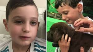 Levi Wheeler: Grieving parents vow to find cure for incurable brain tumour  after son's death