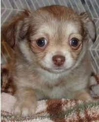 Maybe you would like to learn more about one of these? Dogs Puppies For Sale In Duluth Minnesota Dogs For Sale Chihuahua Puppies For Sale Dogs And Puppies