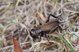 Il est alors assez vulnérable aux attaques et ne peut pas trop s'éloigner de son terrain. Le Grillon Champetre Orthopteres Quel Est Cet Animal