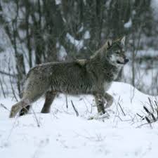 Wolf, any of two species of wild doglike carnivores. Wolf Rewilding Europe