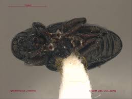 Image result for Buchnera cryptocephala