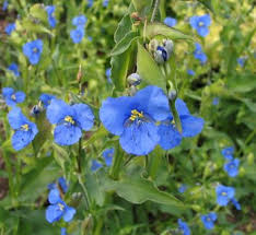 Image result for Commelina reptans