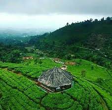 Objek wisata kota majalengka (jawa barat) ». Kebun Teh Cipasung Majalengka Indonesia Review Tripadvisor
