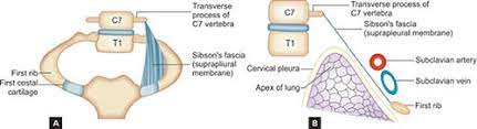 Sibson — may refer to:places* sibson, cambridgeshire * sibson, leicestershire fascia — a flat band of tissue below the skin that covers underlying tissues and separates different layers of tissue. Jaypeedigital Ebook Reader