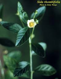 Image result for Sida rhombifolia