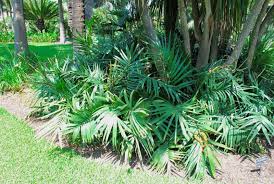 Image result for Chamaedorea radicalis