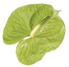 Pin On Anthurium Flowers