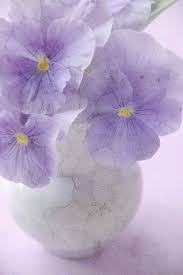Pansies One Of My Favorites Pansies Pretty Flowers Beautiful Flowers
