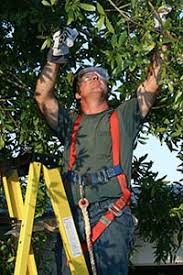 Save On Kansas Tree Service Lowest Cost Tree Removal Tree Trimming In Kansas