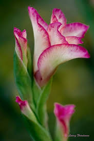Welcome To Photo Galleries Larry Friedman D V M Wise Elder Beautiful Flowers Amazing Flowers Planting Flowers