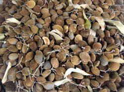 Image result for Dialium holtzii