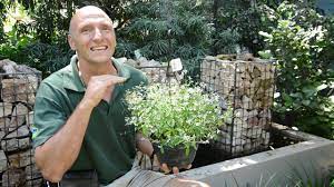 We did not find results for: Plant Van Die Week Euphorbia Diamond Frost 21 Maart 2020 Youtube
